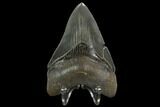 Serrated, Fossil Megalodon Tooth - South Carolina #129436-2